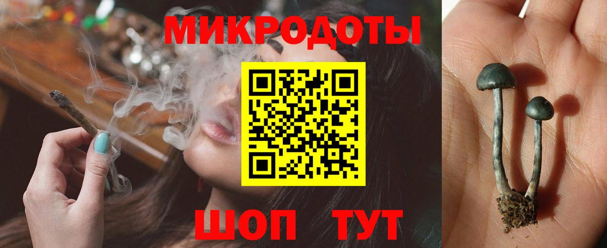 Псилоцибиновые грибы Psilocybe Кизляр